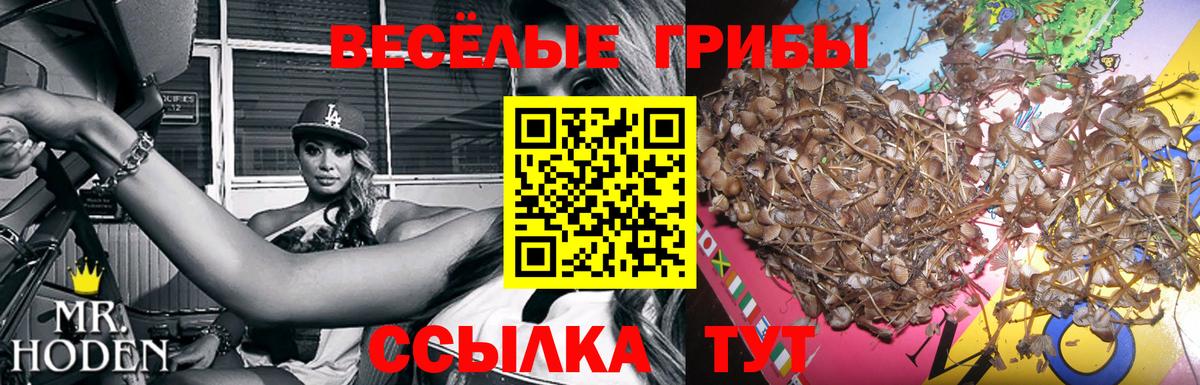 Ейск  Галлюциногенные грибы GOLDEN TEACHER  Галлюциногенные грибы мицелий  купить закладку  Вход с VPN 
